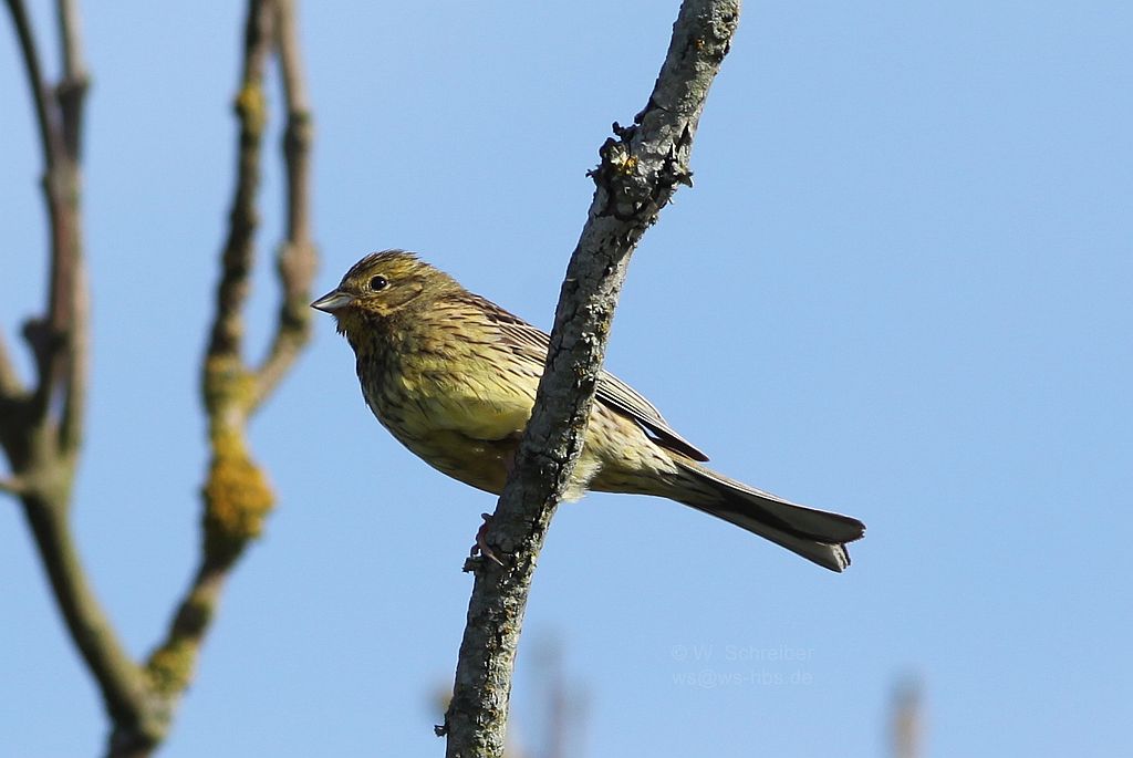 090628-1468 - Girlitz